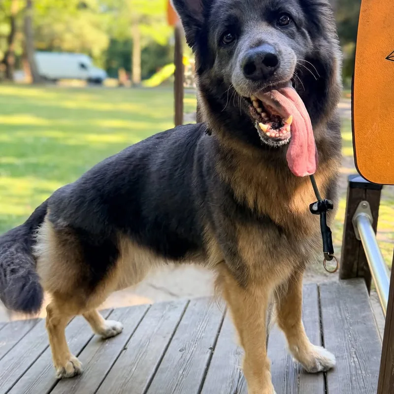 K9 With Chloe project 2