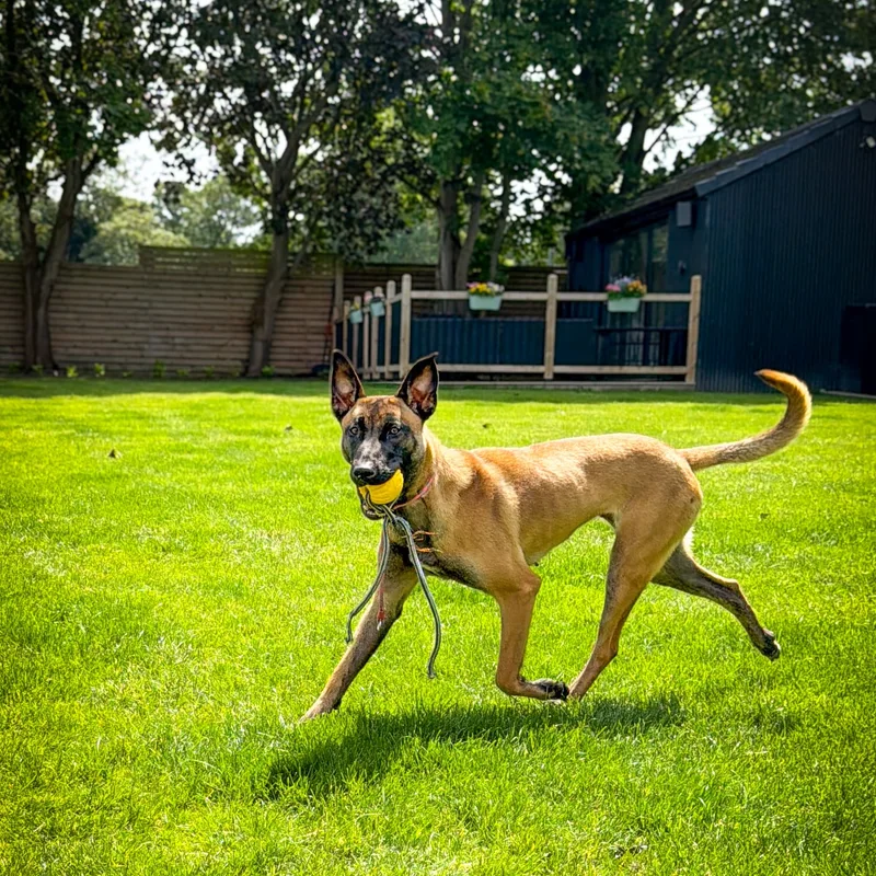 K9 With Chloe project 8