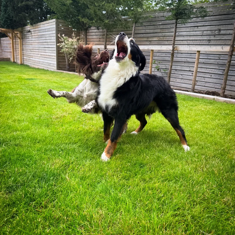 K9 With Chloe at work